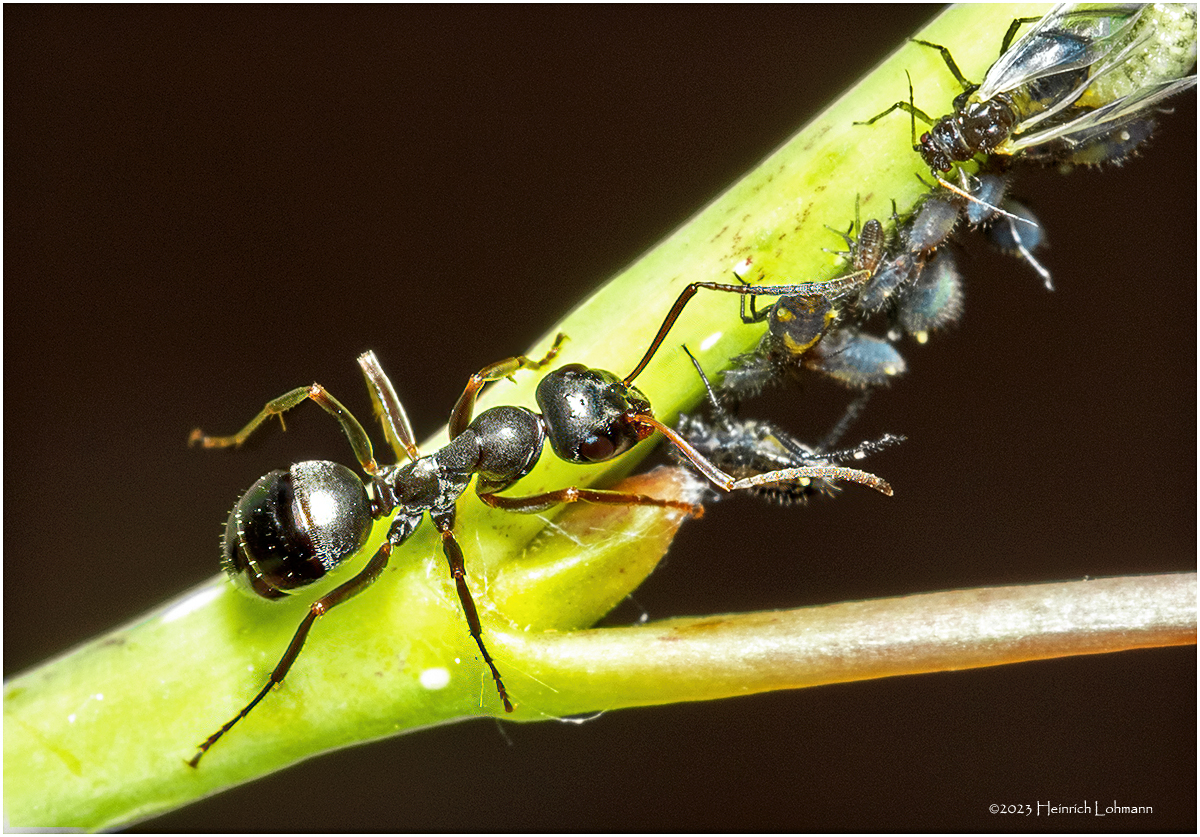 KF000981-Ant tending the flock.jpg