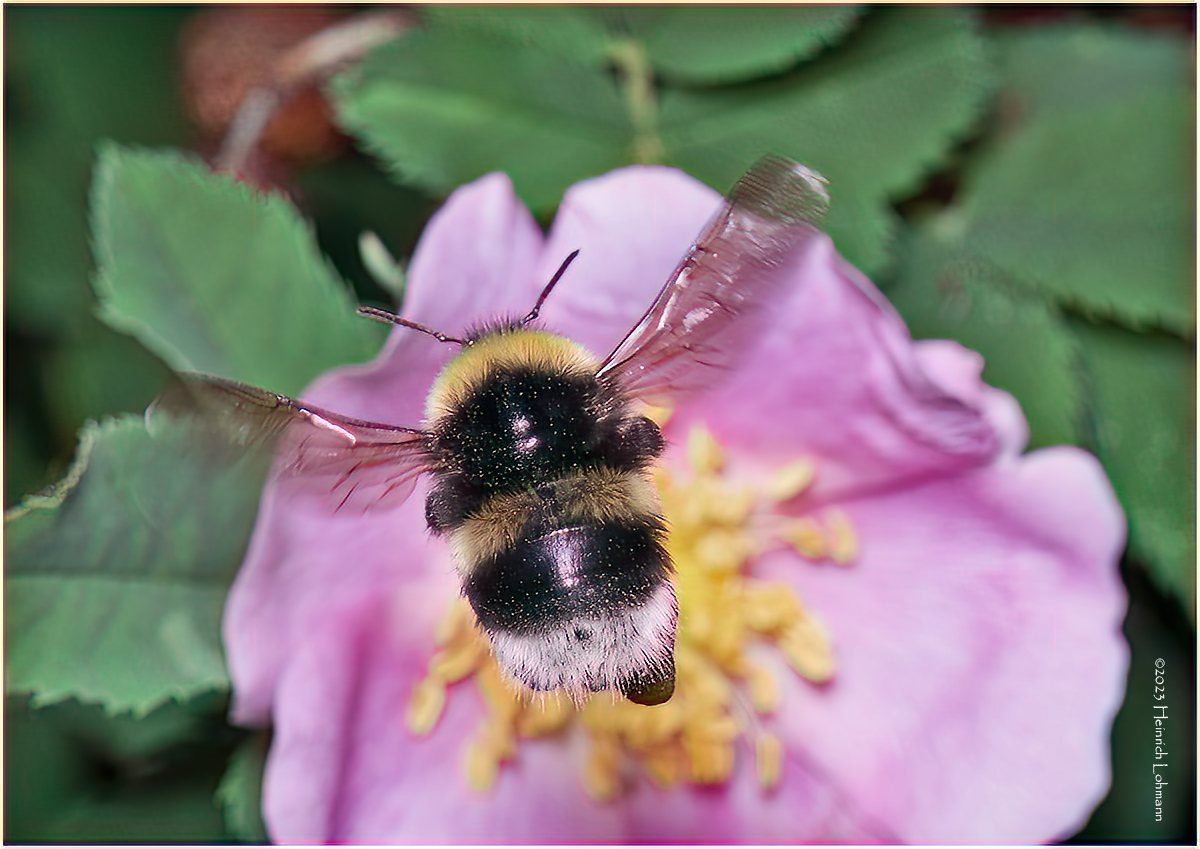 KF001092-Bumble Bee.jpg