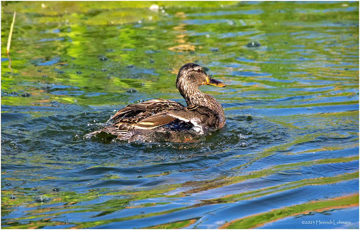 K4232459-Blue-winged Teal-female.jpg