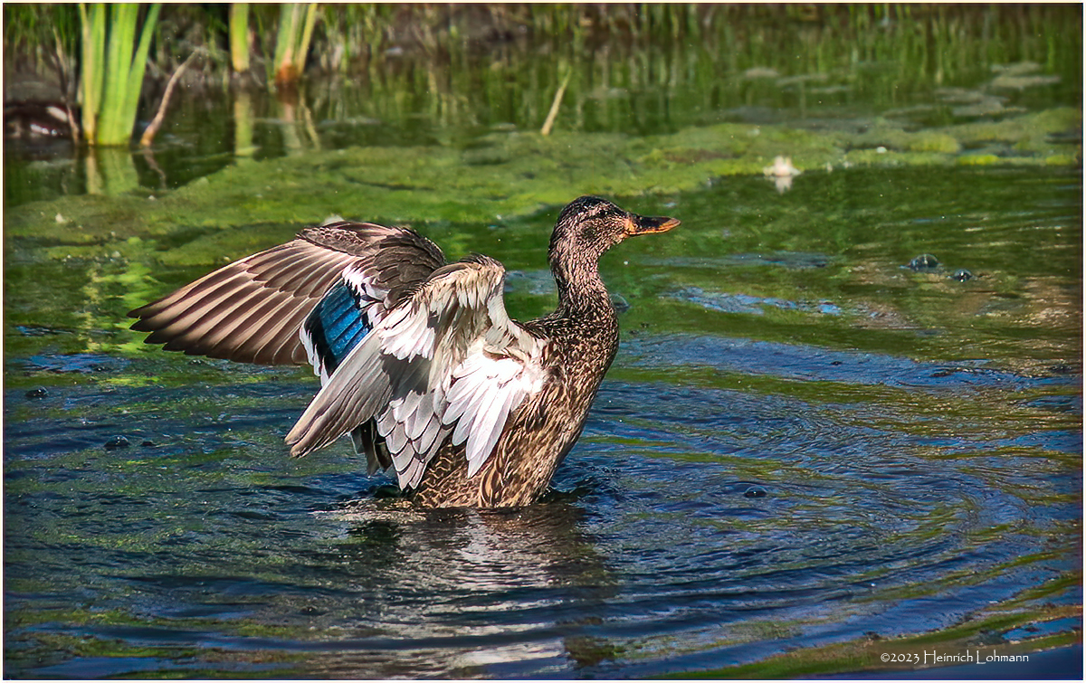 K4232465-Blue-winged Teal-female.jpg