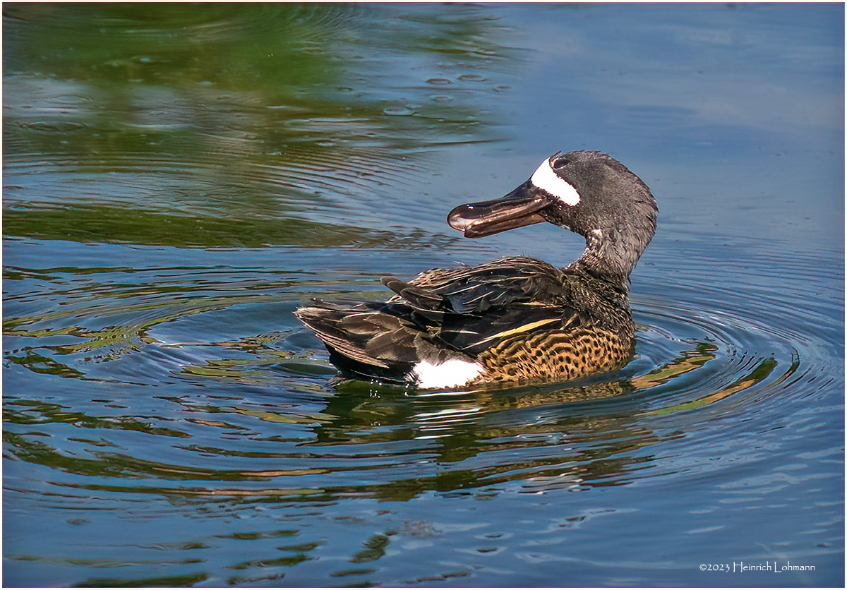 K4232469-Blue-winged Teal-male.jpg