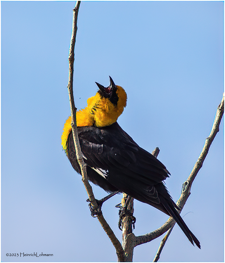 K4232635-Yellow-headed Blackbird-male.jpg