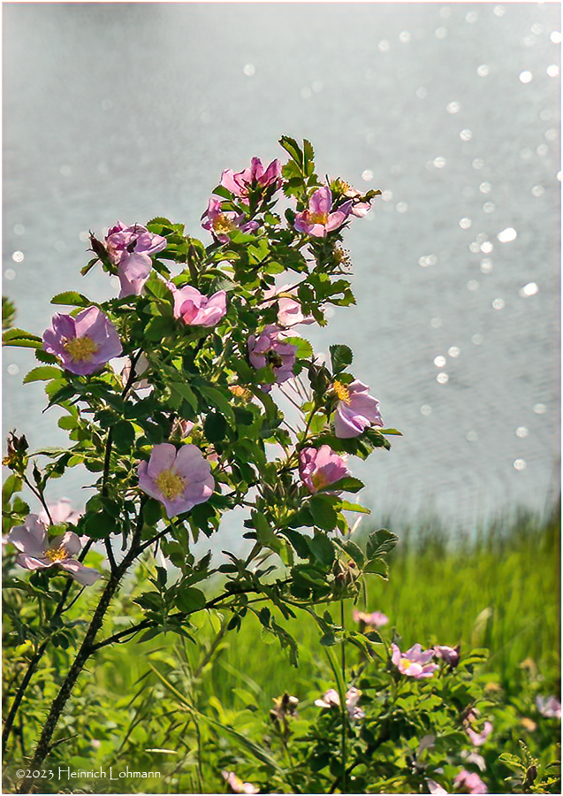 DSC09923-Wild Rose.jpg