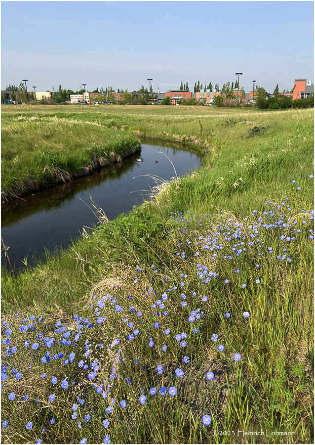 IMG_8038-Airdrie.jpg