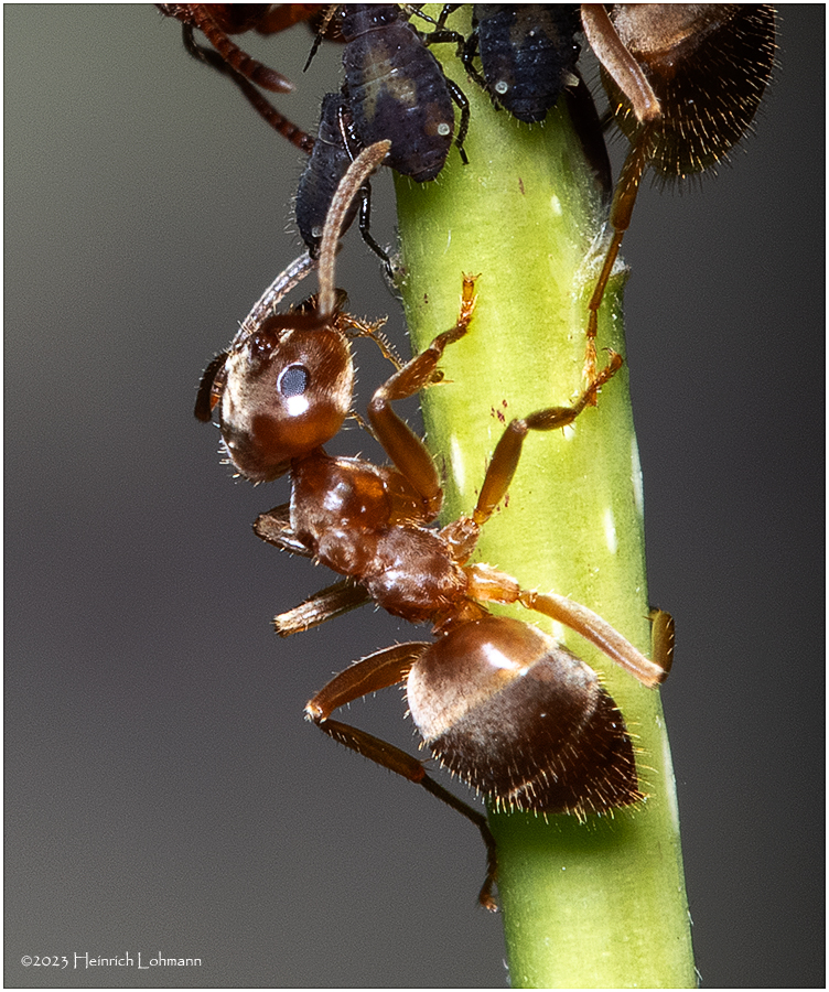 KF001163-Ant.jpg
