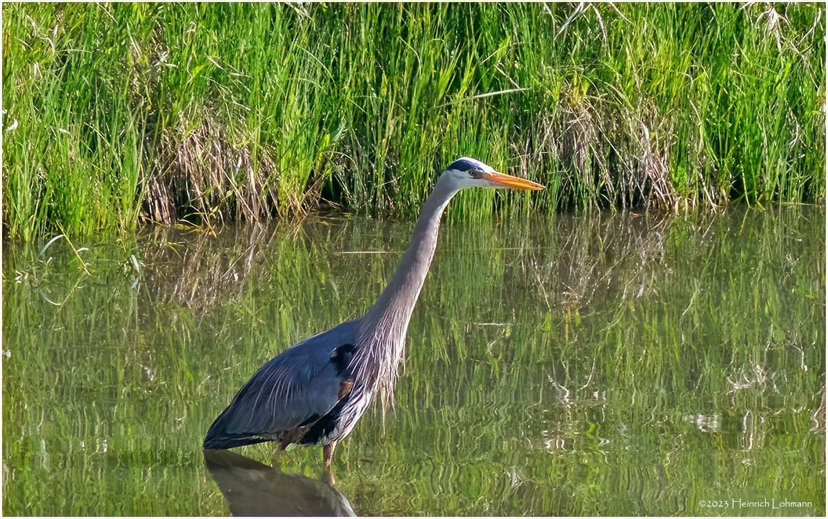 K4232729-Great Blue Heron.jpg