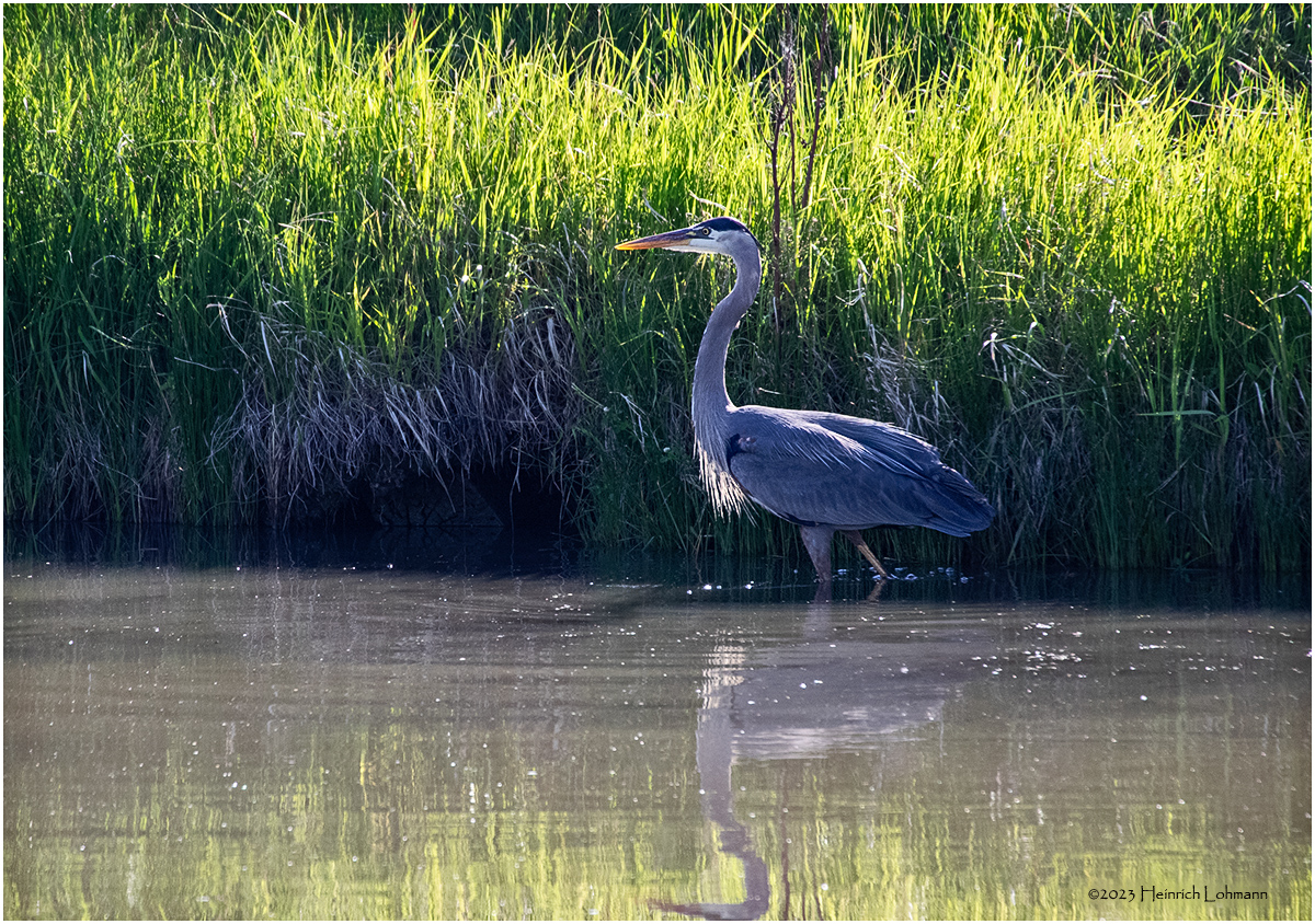 K4232795-Great Blue Heron.jpg