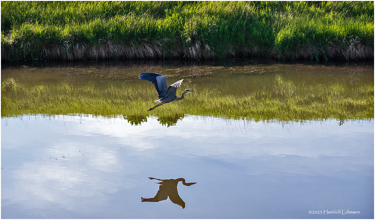 K4232837-Great Blue Heron.jpg