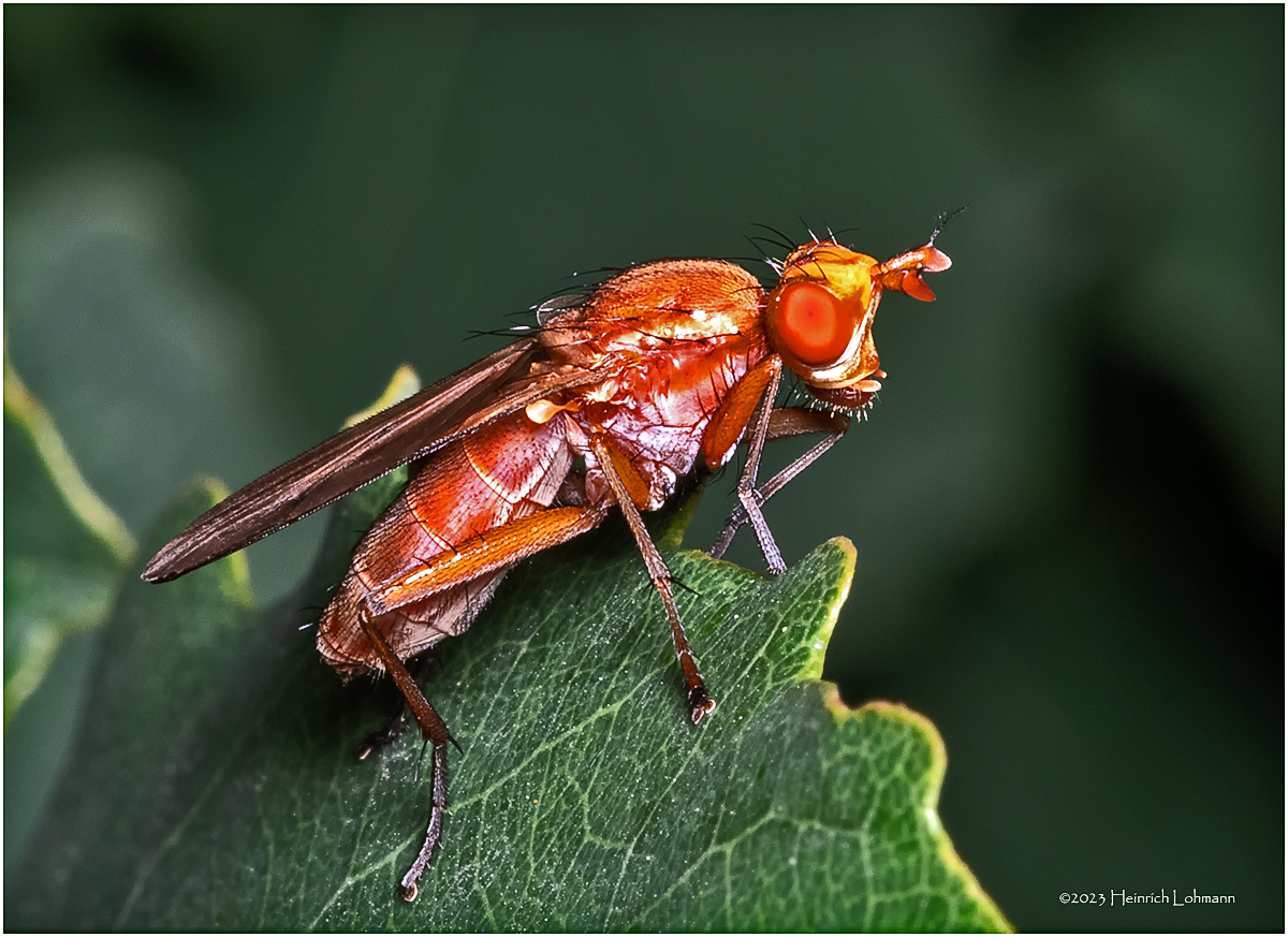 KF002421-Marsh Fly.jpg