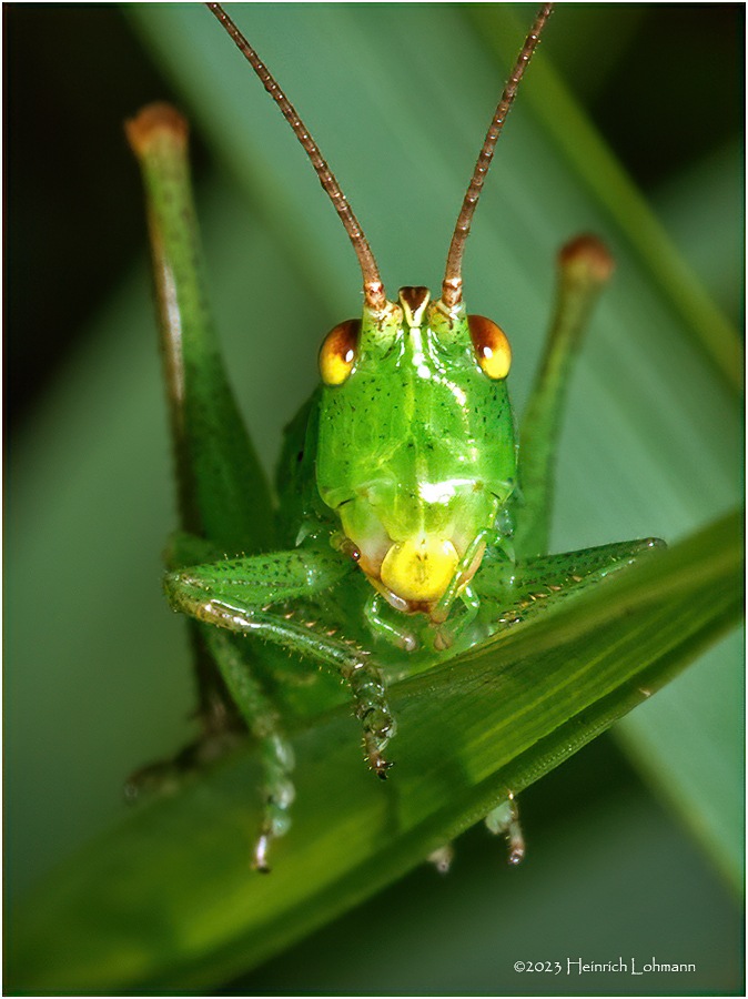 KF002561-1.jpg