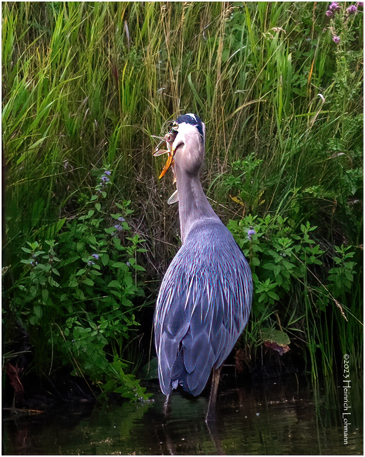 K4234005-Great Blue Heron.jpg