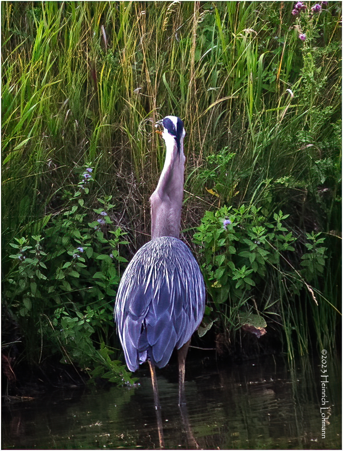 K4234007-Great Blue Heron.jpg