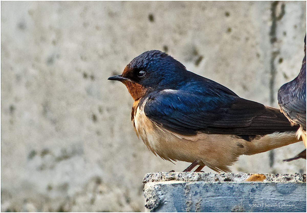 K3317098-Barn Swallow.jpg