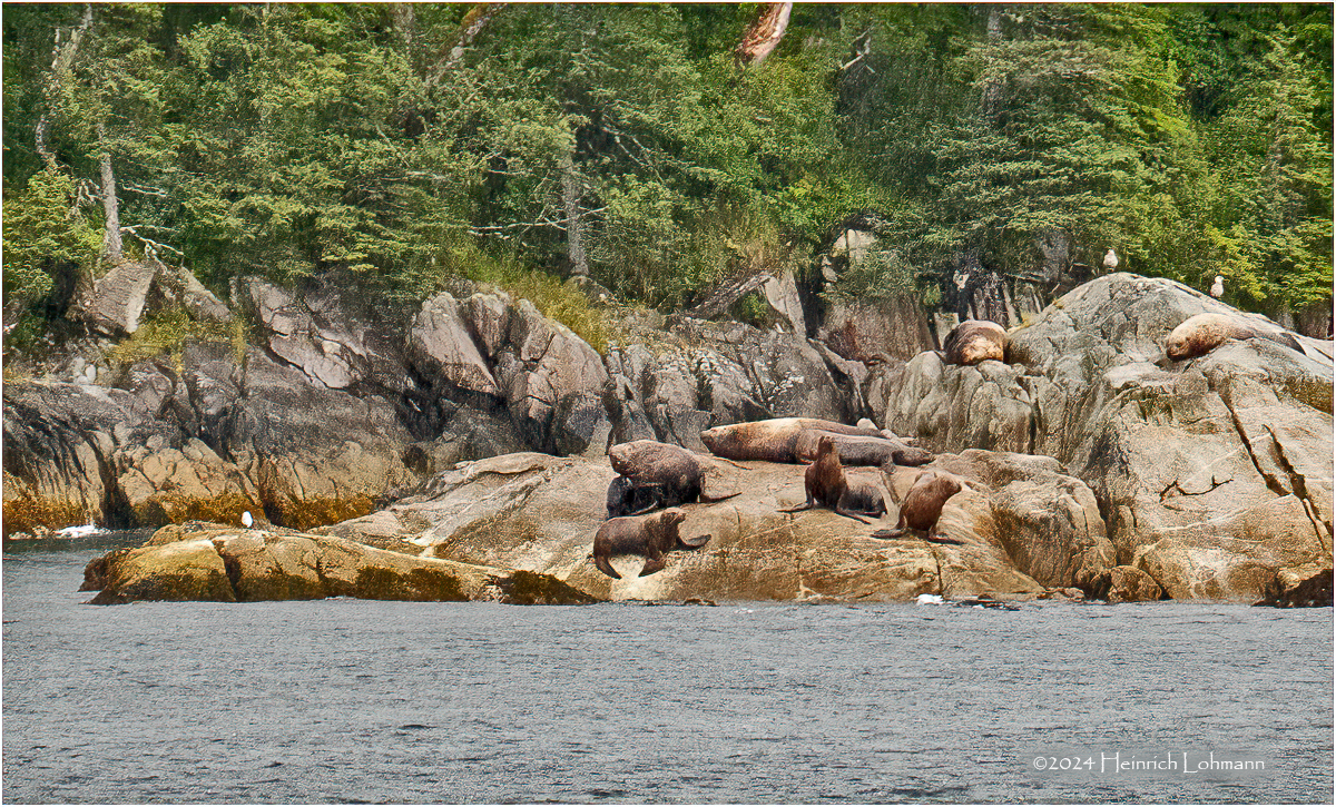 DSC01468-Sea Otter.jpg