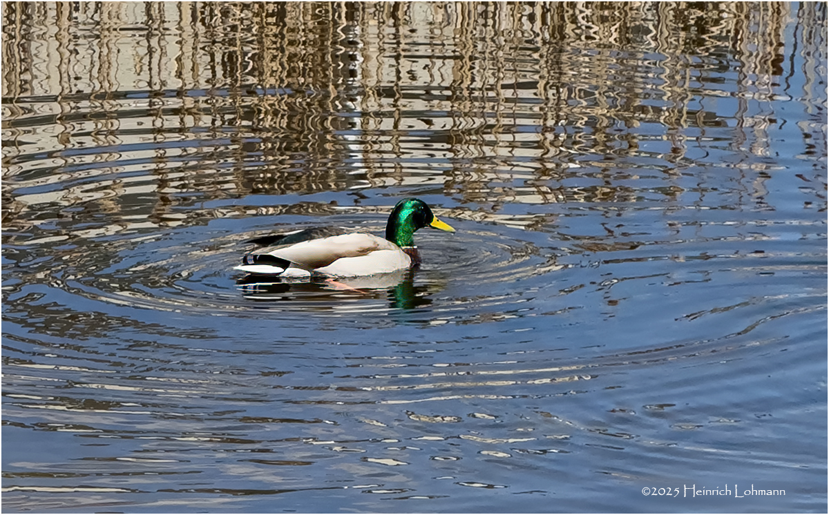 IMG_8123-Mallard.jpg