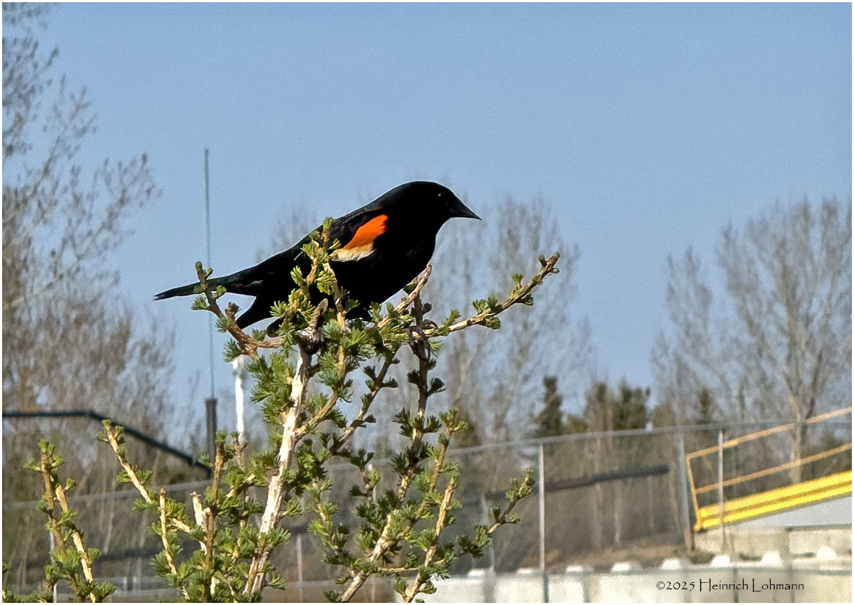 IMG_8395-Red-wimged Blackbird.jpg