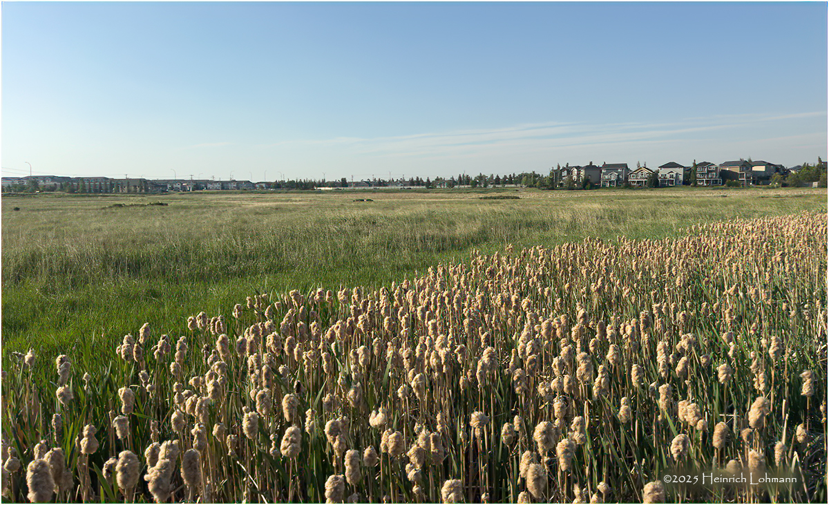 IMG_0445-Airdrie.jpg
