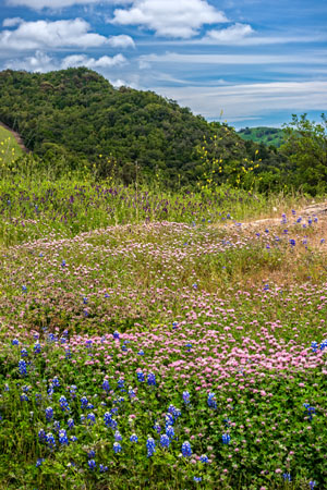 Cambria Wildflowers