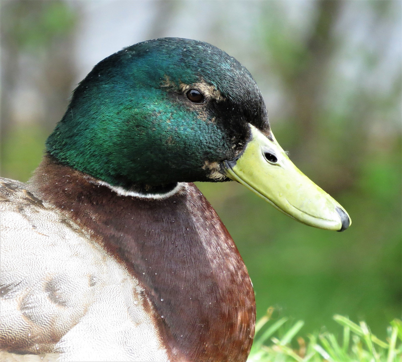Mallard Duck