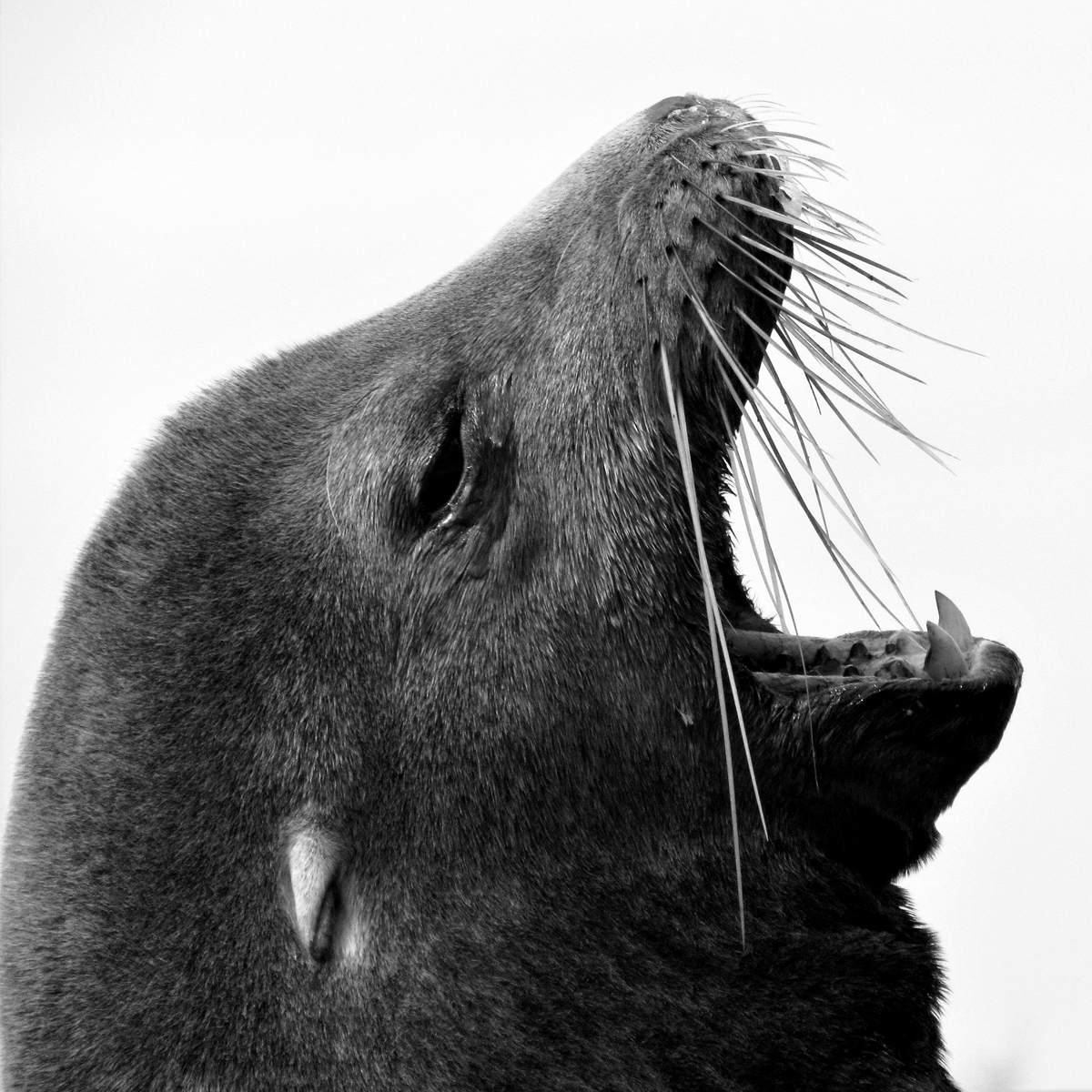 A Big Yawn<br><h4>*Merit*</h4>