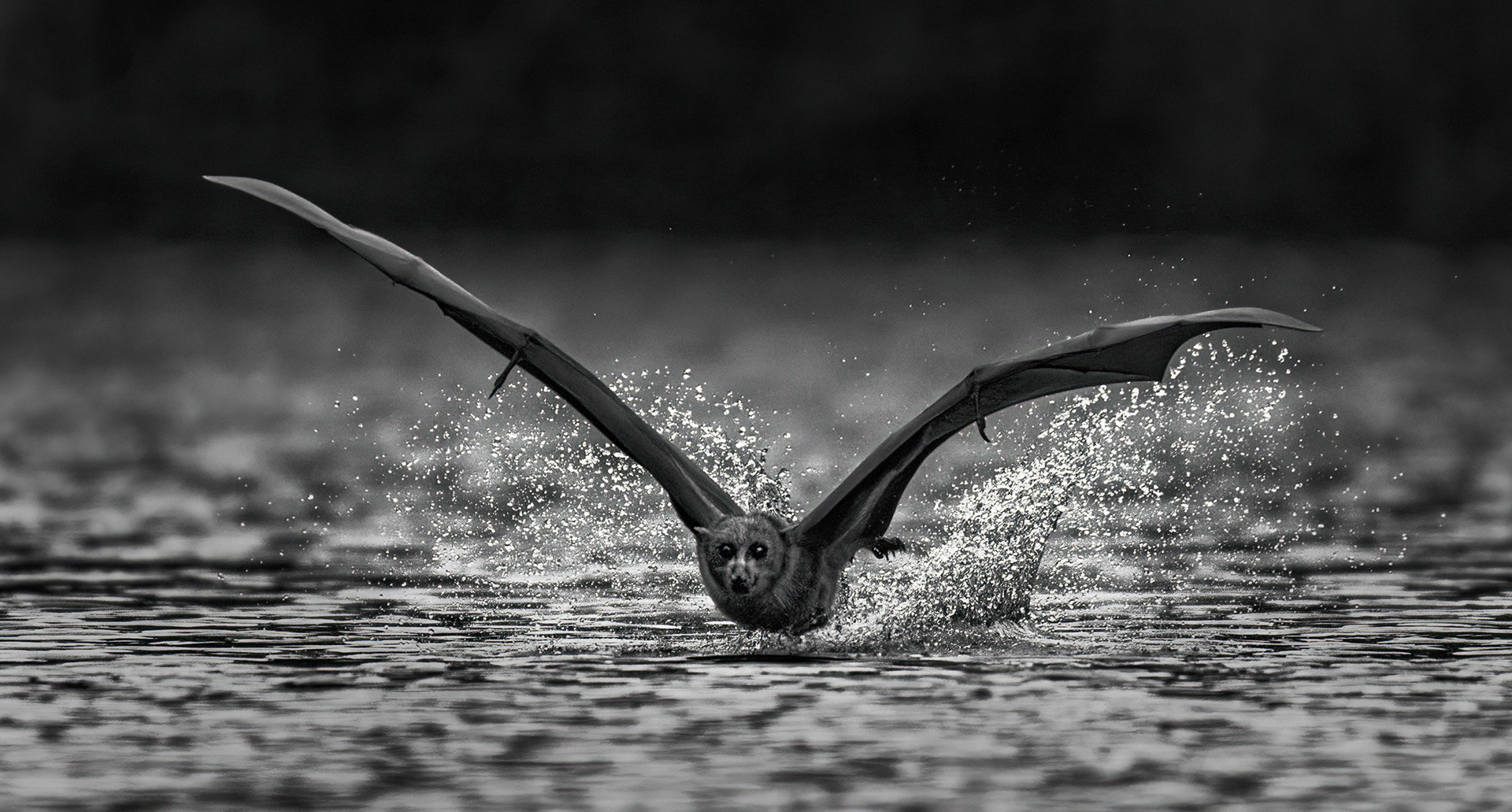 Flying Fox in Mono