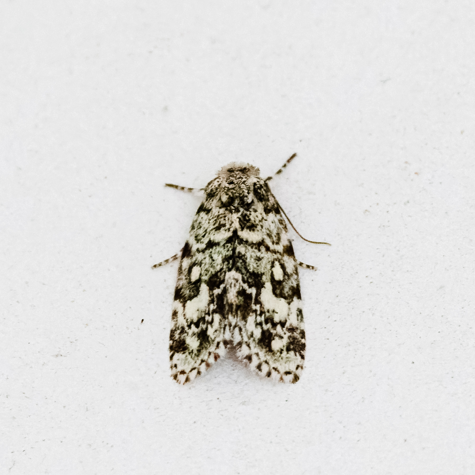 An unidentified Bryophilinae, Noctuidae 