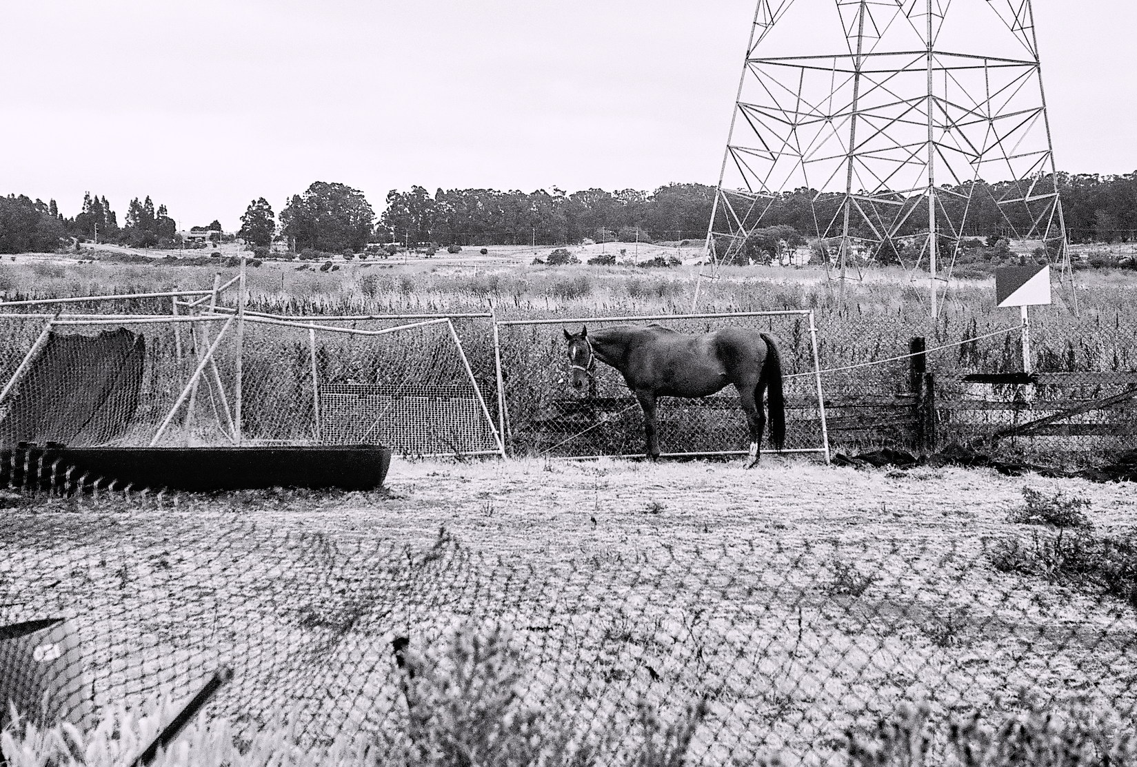 richmond_horse_2010_8_rt_cu_23A.jpg