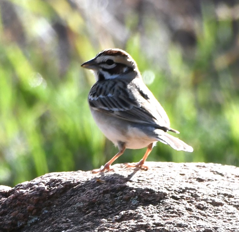 DSC_7545b.jpg