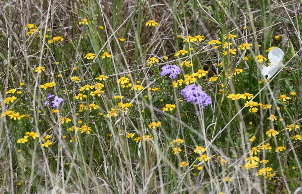 DSC_7789b.jpg