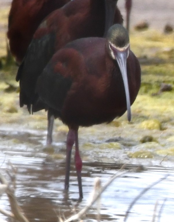 DSC_7869b.jpg