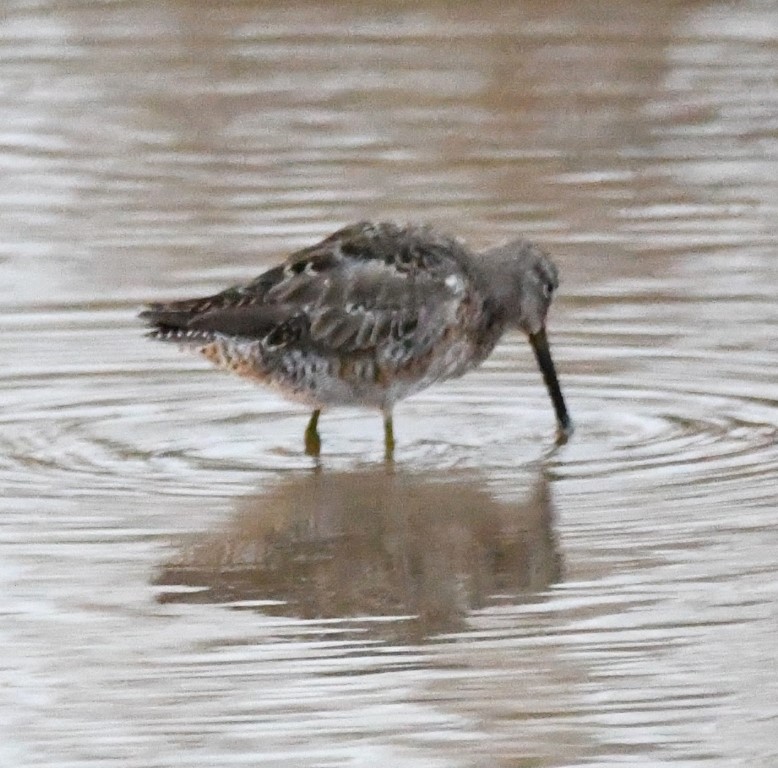 DSC_8253b.jpg