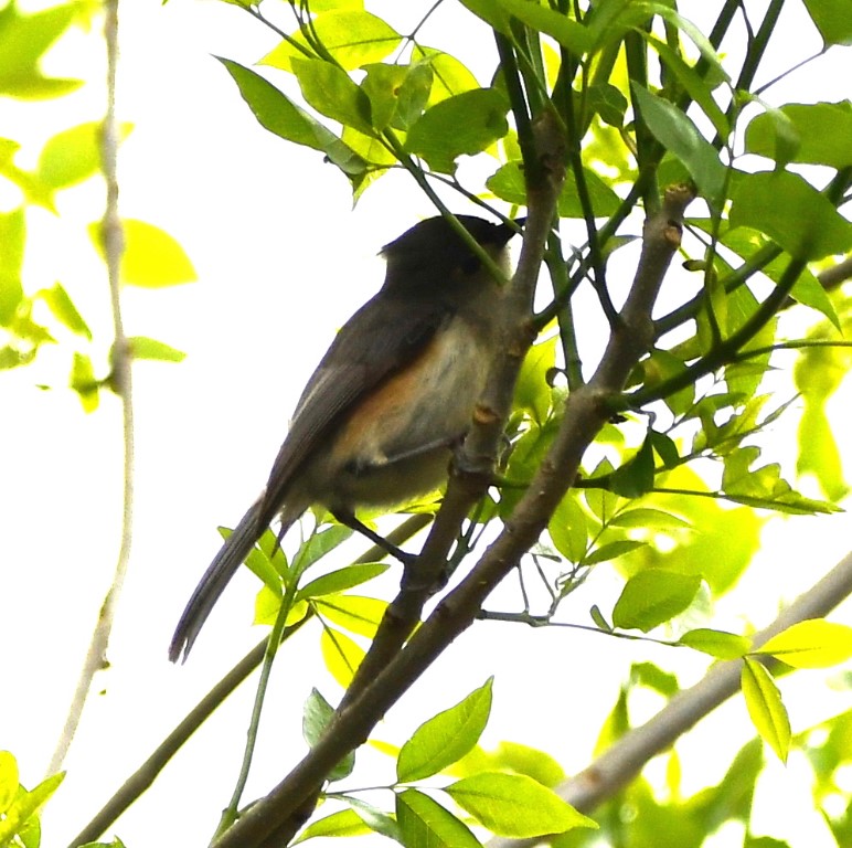 DSC_9266b.jpg