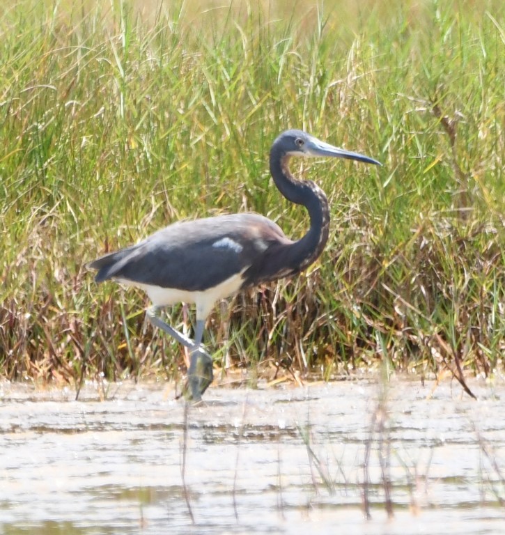 DSC_6017b.jpg