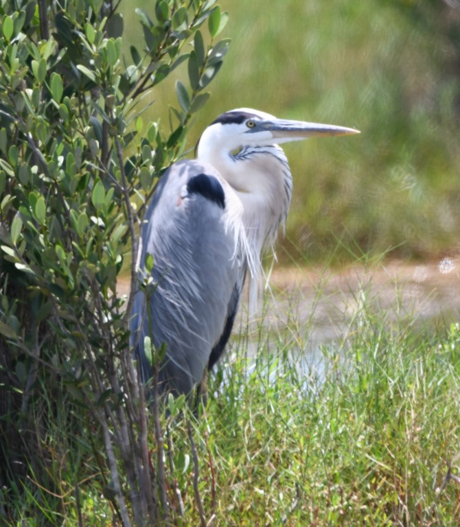 DSC_6065b.jpg