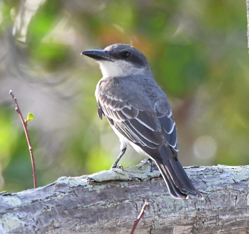 DSC_5145b.jpg