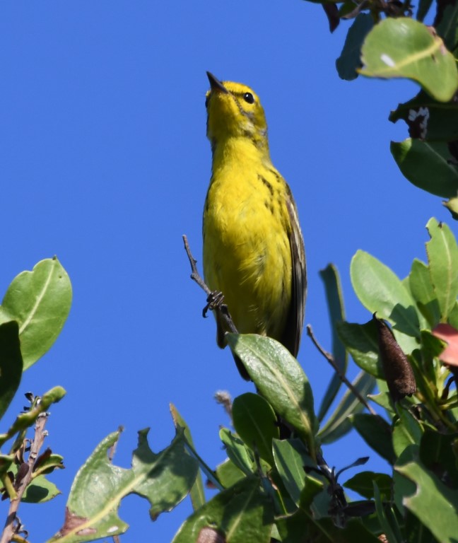 DSC_5187b.jpg