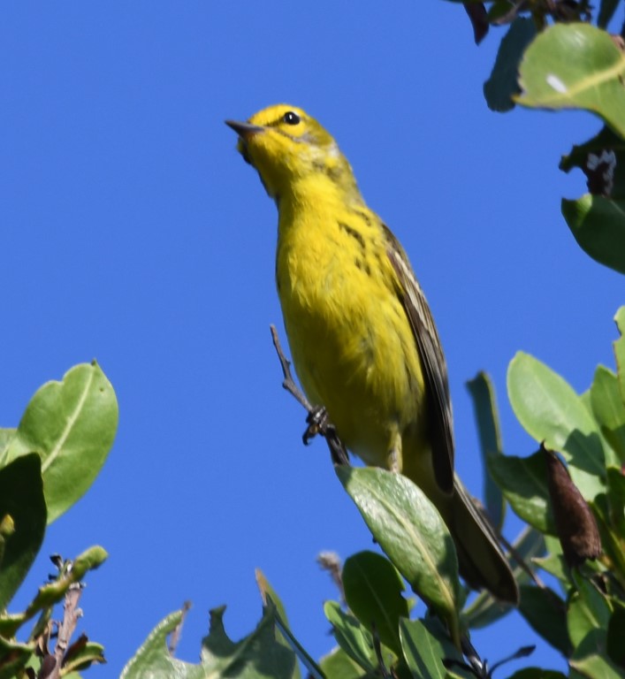 DSC_5188b.jpg