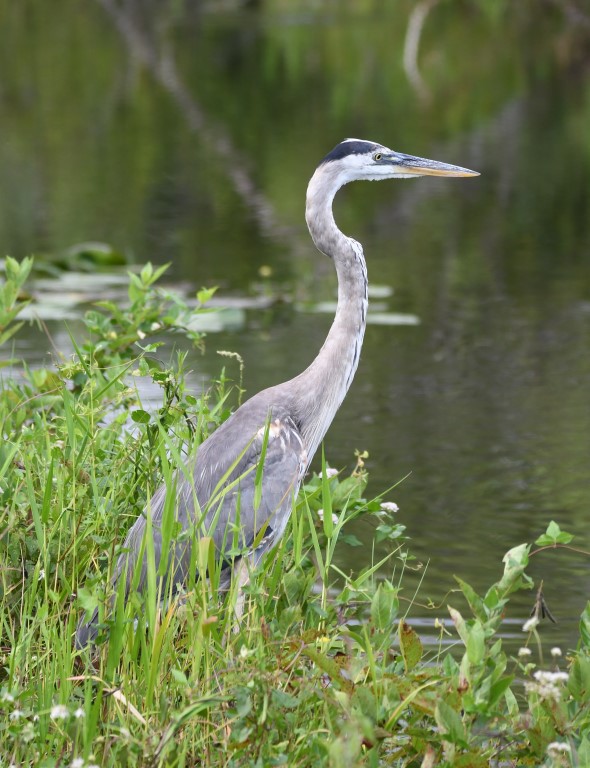 DSC_4255b.jpg