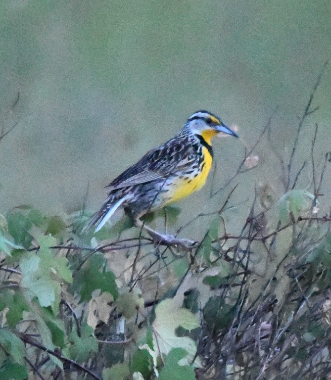 DSC_4387b.jpg