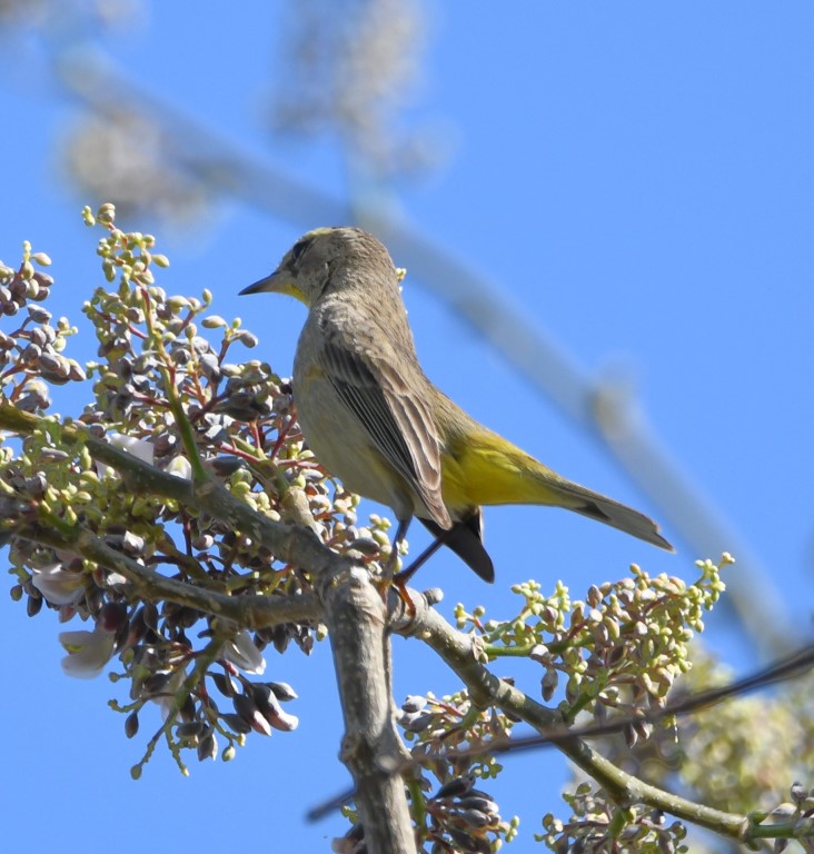 DSC_4576b.jpg