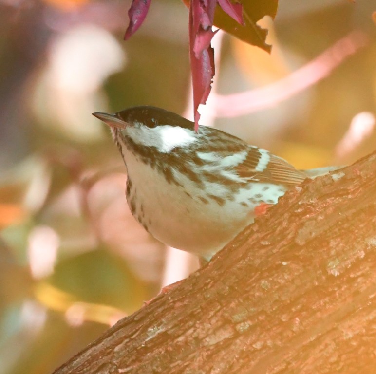 DSC_4603b.jpg