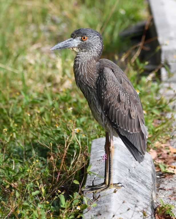 DSC_3695b.jpg