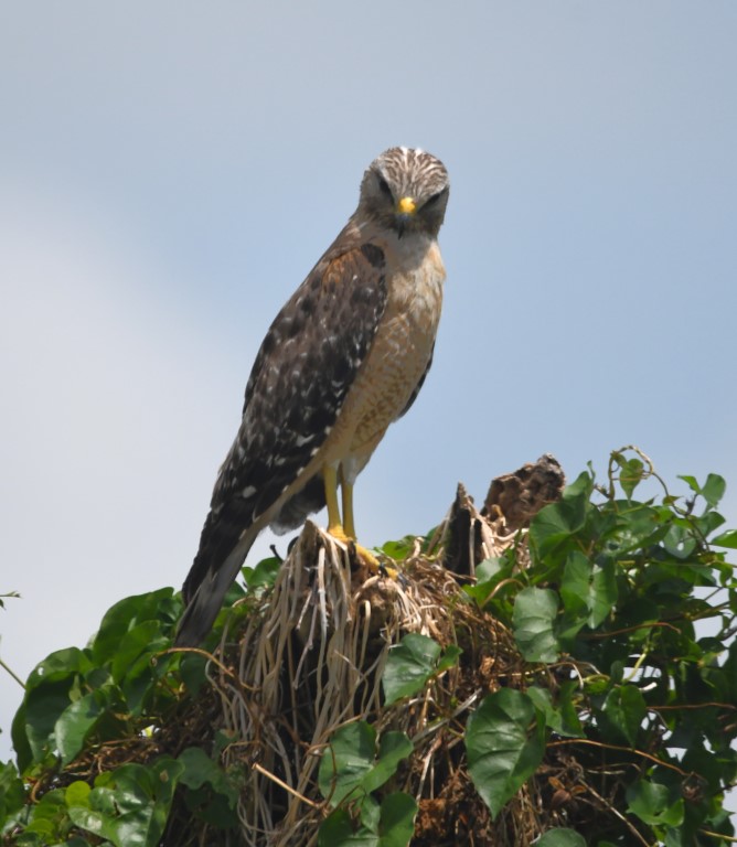 DSC_3837b.jpg