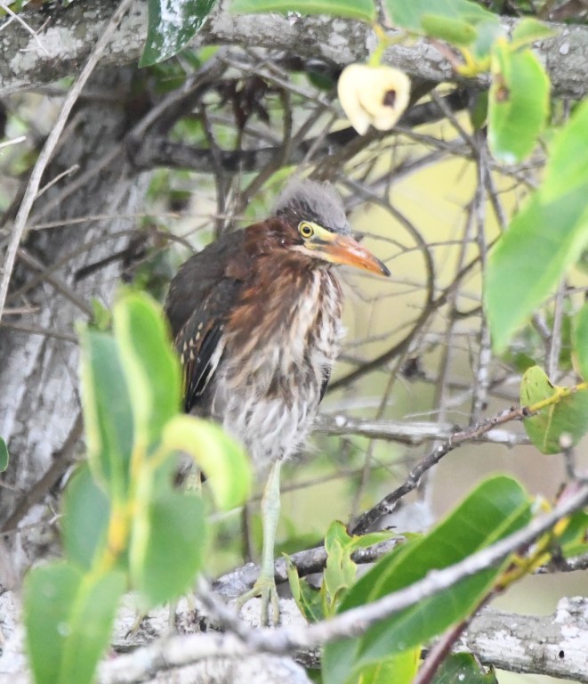 DSC_4109b.jpg