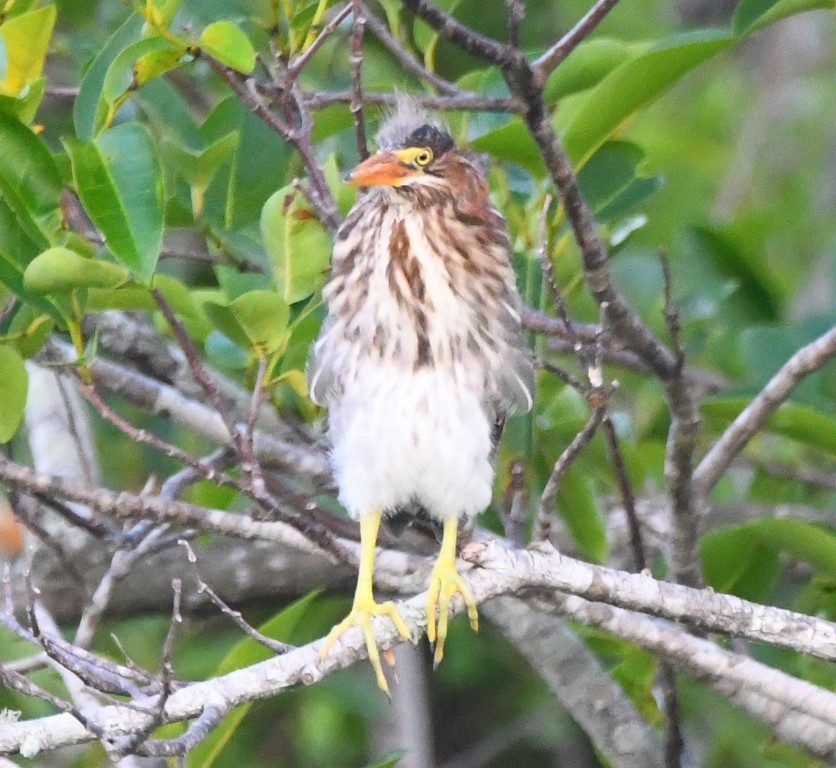 DSC_4128b.jpg