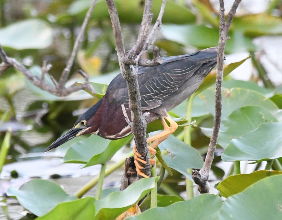 DSC_4137b.jpg