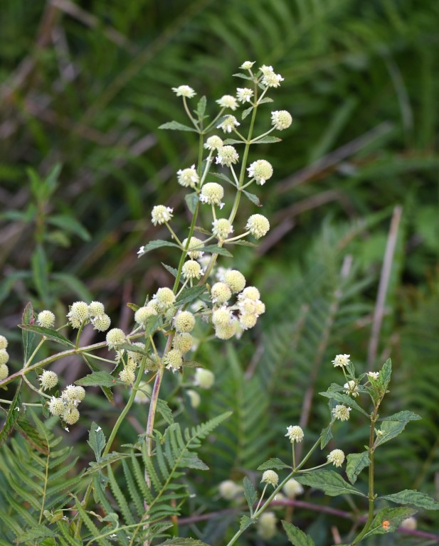 DSC_4159b.jpg