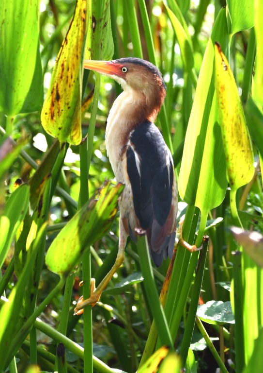 DSC_2842b.jpg