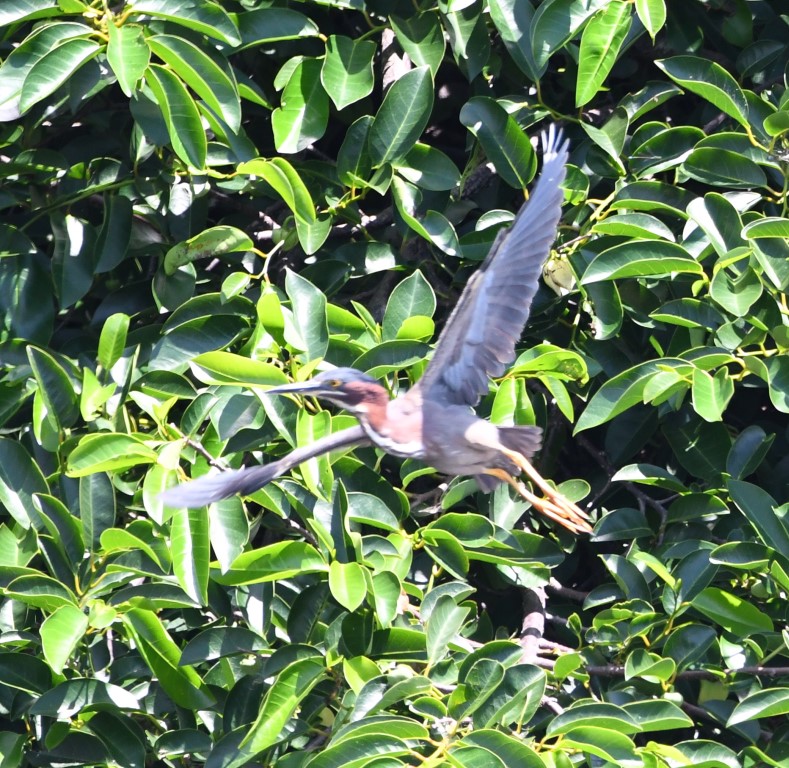 DSC_3264b.jpg
