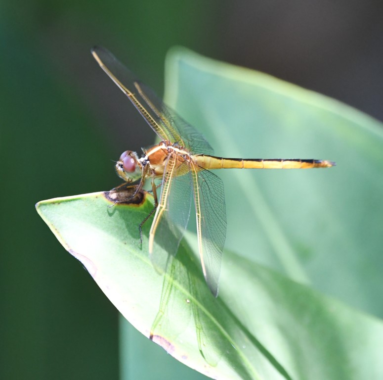 DSC_3437b.jpg